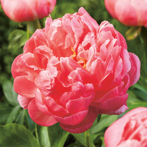 Peony Rose Coral Charm 20 Pkprocch - Garden Express Australia