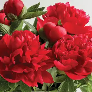 Peony Rose Red Robin Pkprorro - Garden Express Australia