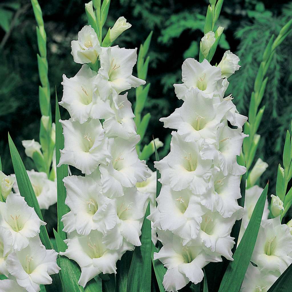 Gladioli Growing Guide Garden Express Online Nursery