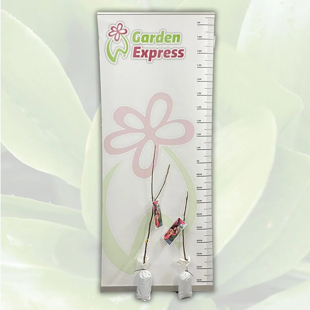 Magnolia Cleopatra (pbr)