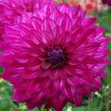 Dahlia Kashmir Pkdahkas - Garden Express Australia