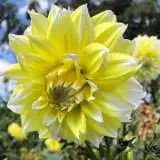 Dahlia Lemon Snow Pkdahlsn - Garden Express Australia