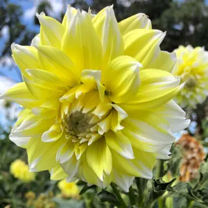 Guide To Planting And Growing Dahlias Dahlia Lemon Snow Pkdahlsn - Garden Express Australia