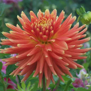 Dahlia Tuscany Dahlia Tuscany