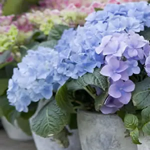 Hydrangea Nikko