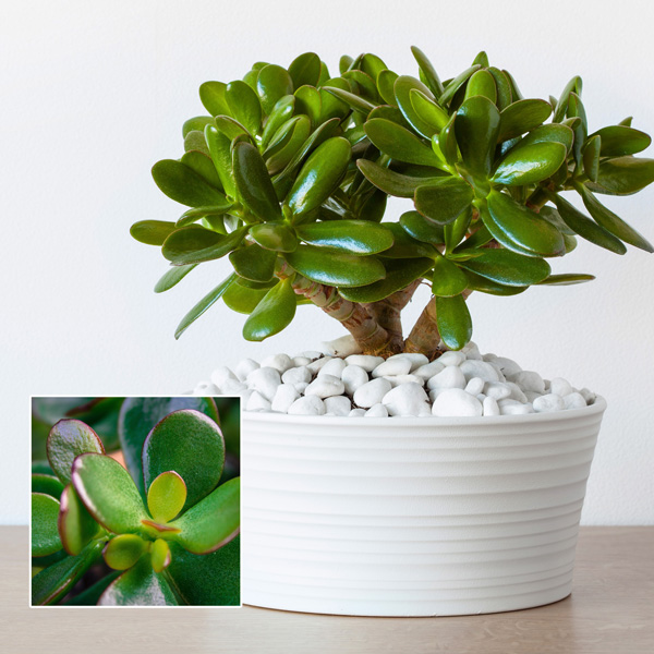 Jade Plant