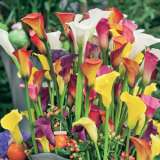 Calla Lily Hybrid Mixed Pkcalhmx