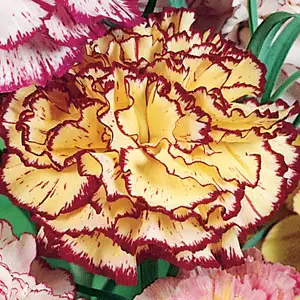 Carnation Growing Guide Carnation Mirella Pplcarmir - Garden Express Australia