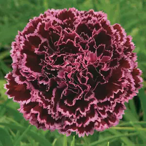 Carnation Growing Guide Carnation Nobbio Burgundy Pplcarnbu - Garden Express Australia