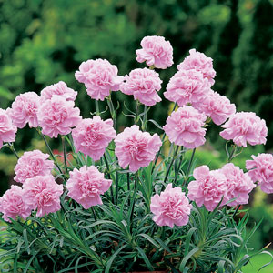 Image of Carnations pink bush