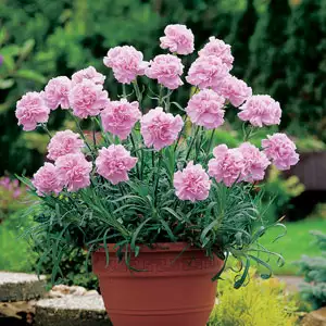 Carnation Growing Guide Carnation Pink Montezuma Pplcarpmo - Garden Express Australia