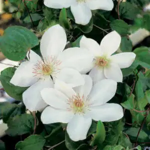 Top 10 Bulbs To Plant In Spring Clematis Henryi Pplclehen 1 - Garden Express Australia