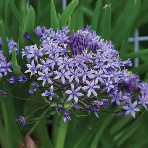 Top 10 Bulbs To Plant In Spring Cuban Lily Pkcublil - Garden Express Australia