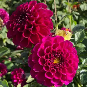 Dahlia Burgundy Ball