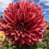 Dahlia Tiger Bey Pkdahtbe - Garden Express Australia
