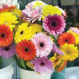 Gerbera Mixed Pkgermxd 18 - Garden Express Australia