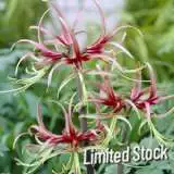 Hippeastrum Chico Bulhipchi Limited - Garden Express Australia