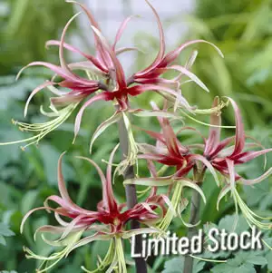 Hippeastrum Chico Hippeastrum Chico