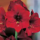Hippeastrum Premiere Pkhippre - Garden Express Australia