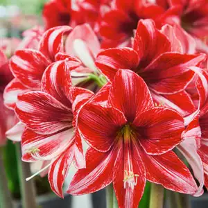 Hippeastrum Growing Guide Hippeastrum Pyjama Party Pkhipppa - Garden Express Australia