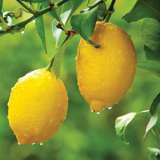 Lemon Lisbon Ppllemlis - Garden Express Australia