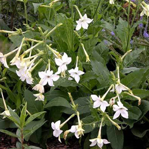 Nicotiana Alata