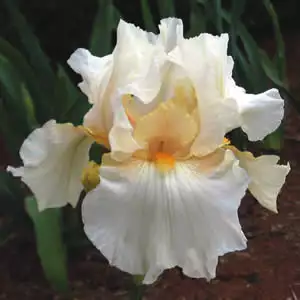 Babiana Growing Guide B Iris Crystal Glitters 08 - Garden Express Australia