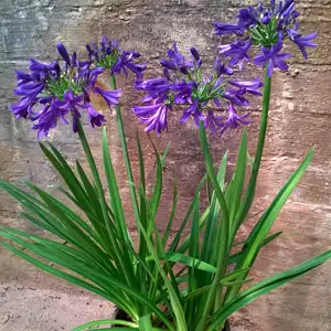Agapanthus Sugar Plum Tm (pbr) Agapanthus Sugar Plum Tm (pbr)