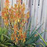 Aloe Spots N Dots Tm 100mm Pot Aloe Spots N Dots Tm 100mm Pot