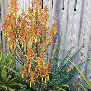 Aloe Spots N Dots Tm 100mm Pot