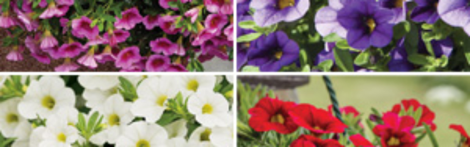 Calibrachoa Calipetite Coll Colcalcco - Garden Express Australia