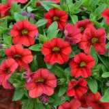 Calibrachoa Calipetite Red Pplcalcrd - Garden Express Australia