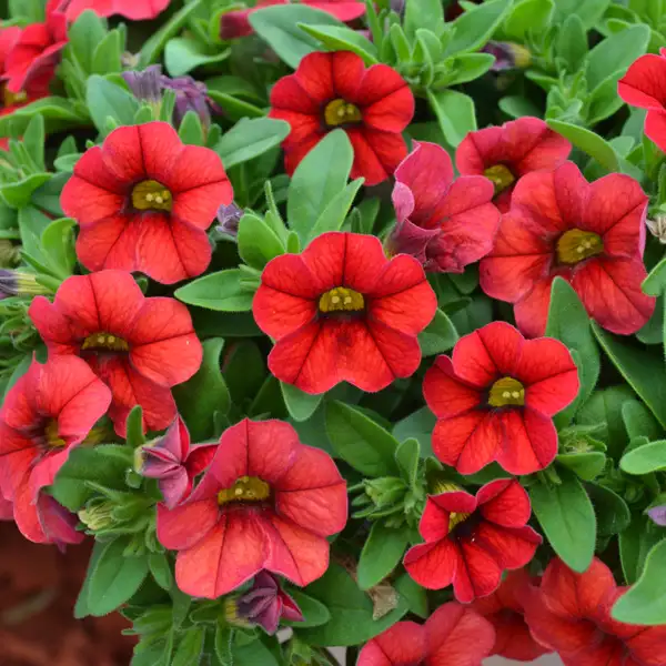 Calibrachoa Calipetite Red Calibrachoa Calipetite Red