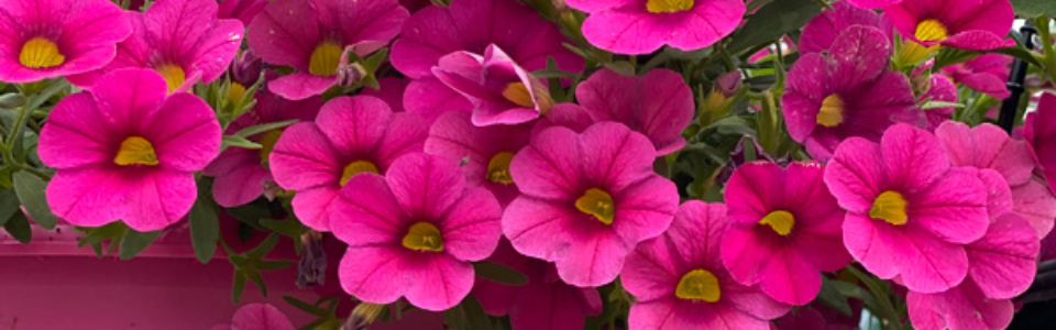 Calibrachoa Calipetite Rose Pplcalcrs - Garden Express Australia