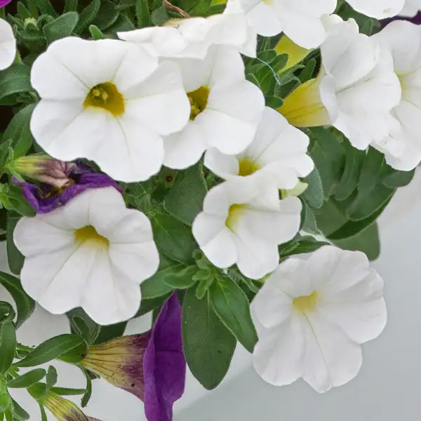 Calibrachoa Calipetite White