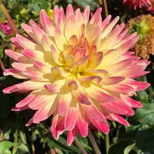 Dahlia Mountain Aurora