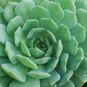 Dichondra Repens Growing Guide Echeveria Dondo Pplechdon - Garden Express Australia