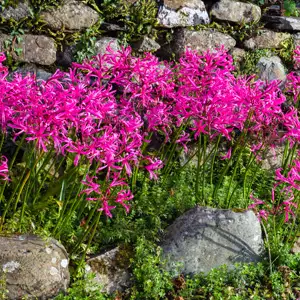 Nerine Rosea Nerine Rosea