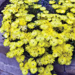 Pig Face Lemon Yellow