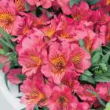 Princess Lily Eliane Pplplieli - Garden Express Australia