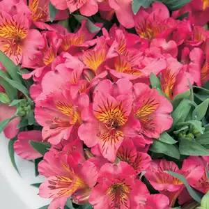 Princess Lily Eliane Pink (pbr)