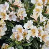 Princess Lily Fabiana Pplplifab - Garden Express Australia