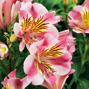 Alstroemeria Growing Guide Princess Lily Paola Pplplipao - Garden Express Australia