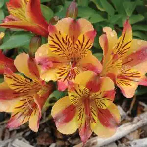 Alstroemeria Growing Guide Princesslily Diana Bhplidia - Garden Express Australia