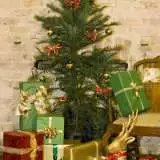 Wollemi Pine – 430mm Pot Wollemi Pine – 430mm Pot