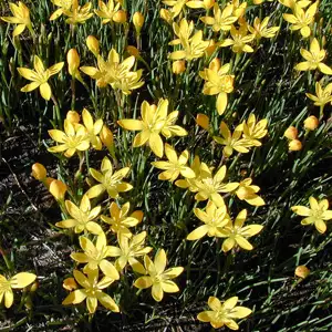 Solomons Seal Growing Guide Zephyranthes Primulina Pkzeppri - Garden Express Australia