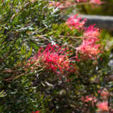 Grevillea Little Robyn Lpogrelro - Garden Express Australia