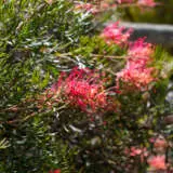 Grevillea Little Robyn Lpogrelro - Garden Express Australia