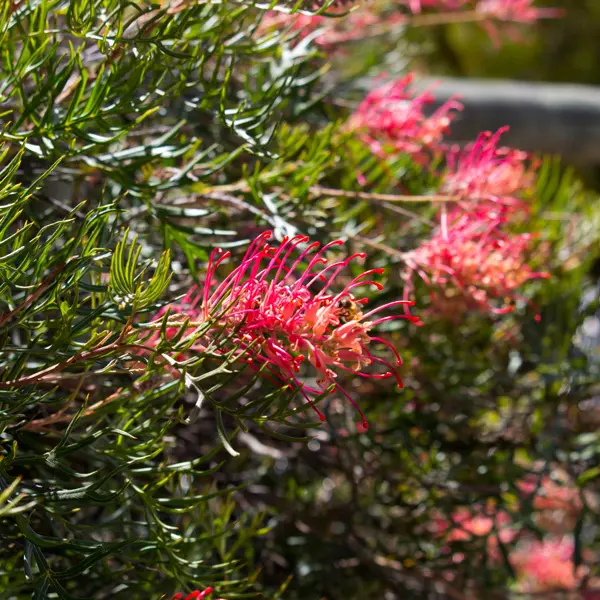Grevillea Little Robyn Grevillea Little Robyn