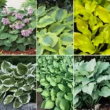 Hosta Collection 2 2025 Colhosco2 - Garden Express Australia